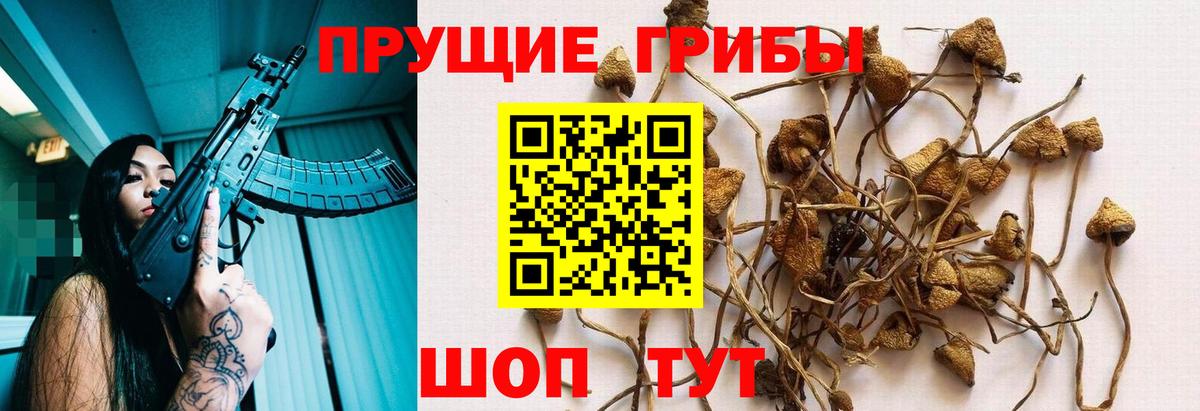 Галлюциногенные грибы Cubensis Мурино